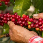 Los caficultores de diversas regiones andinas manifestaron su preocupación por el impacto económico de este fenómeno. Aseguran que, mientras los ingresos disminuyen, los costos de fertilizantes, insumos biológicos y otros productos importados continúan siendo elevados, lo que agrava aún más la situación financiera de las familias rurales - Foto: Federación Nacional de Cafeteros