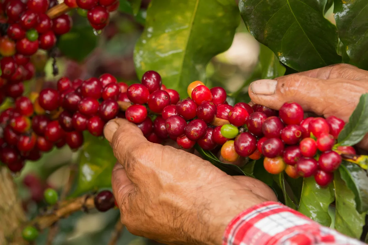 Los caficultores de diversas regiones andinas manifestaron su preocupación por el impacto económico de este fenómeno. Aseguran que, mientras los ingresos disminuyen, los costos de fertilizantes, insumos biológicos y otros productos importados continúan siendo elevados, lo que agrava aún más la situación financiera de las familias rurales - Foto: Federación Nacional de Cafeteros