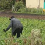 Por otra parte, el Gobierno anunció nuevos programas de asistencia técnica dirigidos a pequeños productores, asociaciones campesinas y organizaciones de mujeres rurales. Estas iniciativas buscan fortalecer la productividad, promover prácticas sostenibles y ampliar las oportunidades de comercialización - Foto: Archivo/Ronald Cano