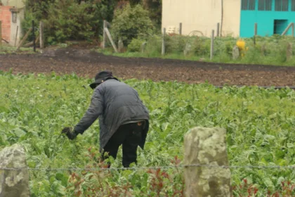 Por otra parte, el Gobierno anunció nuevos programas de asistencia técnica dirigidos a pequeños productores, asociaciones campesinas y organizaciones de mujeres rurales. Estas iniciativas buscan fortalecer la productividad, promover prácticas sostenibles y ampliar las oportunidades de comercialización - Foto: Archivo/Ronald Cano