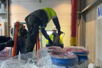 El decomiso fue posible gracias a las labores de perfilamiento adelantadas por el Centro de Análisis y Seguimiento Operacional de Bienes, así como a los procedimientos de inspección realizados sobre contenedores destinados a la exportación - Foto: Policía Nacional