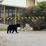 El video, que acumuló miles de reproducciones y generó preocupación entre habitantes de la región, mostraba a un oso de anteojos caminando cerca de un cerramiento, lo que llevó a algunos usuarios a asegurar erróneamente que el animal había ingresado a una urbanización residencial. Sin embargo, la CAR adelantó una investigación técnica para establecer el lugar exacto del avistamiento - Foto: CAR