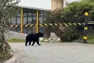 El video, que acumuló miles de reproducciones y generó preocupación entre habitantes de la región, mostraba a un oso de anteojos caminando cerca de un cerramiento, lo que llevó a algunos usuarios a asegurar erróneamente que el animal había ingresado a una urbanización residencial. Sin embargo, la CAR adelantó una investigación técnica para establecer el lugar exacto del avistamiento - Foto: CAR