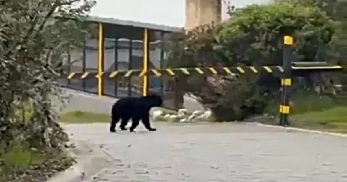 El video, que acumuló miles de reproducciones y generó preocupación entre habitantes de la región, mostraba a un oso de anteojos caminando cerca de un cerramiento, lo que llevó a algunos usuarios a asegurar erróneamente que el animal había ingresado a una urbanización residencial. Sin embargo, la CAR adelantó una investigación técnica para establecer el lugar exacto del avistamiento - Foto: CAR