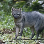 El zorro cangrejero (Cerdocyon thous) es uno de los cánidos más ampliamente distribuidos de Sudamérica. Habita desde Panamá hasta el norte de Argentina y ocupa bosques, sabanas, humedales y zonas montañosas. En Colombia está presente en gran parte del territorio nacional y no se encuentra catalogado como una especie amenazada a nivel global - Foto: birdphotos.com