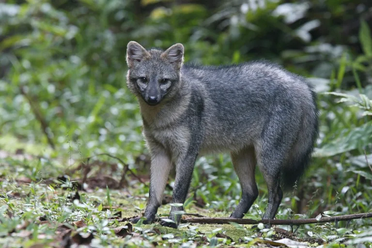 El zorro cangrejero (Cerdocyon thous) es uno de los cánidos más ampliamente distribuidos de Sudamérica. Habita desde Panamá hasta el norte de Argentina y ocupa bosques, sabanas, humedales y zonas montañosas. En Colombia está presente en gran parte del territorio nacional y no se encuentra catalogado como una especie amenazada a nivel global - Foto: birdphotos.com