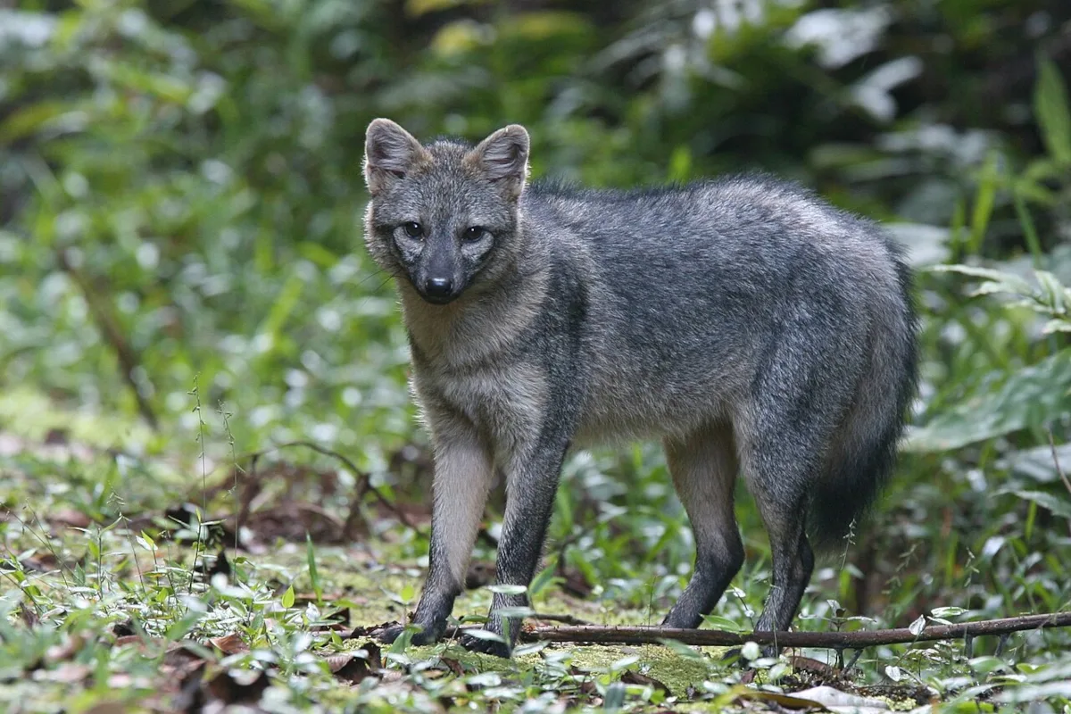 El zorro cangrejero (Cerdocyon thous) es uno de los cánidos más ampliamente distribuidos de Sudamérica. Habita desde Panamá hasta el norte de Argentina y ocupa bosques, sabanas, humedales y zonas montañosas. En Colombia está presente en gran parte del territorio nacional y no se encuentra catalogado como una especie amenazada a nivel global - Foto: birdphotos.com
