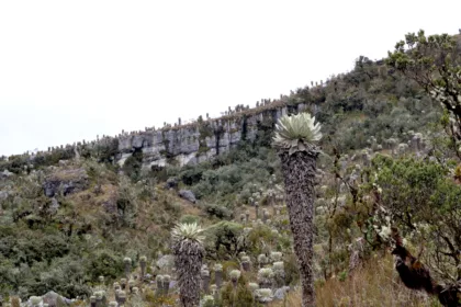 Una mayor libertad para cambiar usos del suelo podría aumentar los riesgos de fragmentación de ecosistemas, pérdida de cobertura vegetal y conflictos entre actividades productivas y zonas ambientalmente sensibles - Foto: Archivo/Ronald Cano