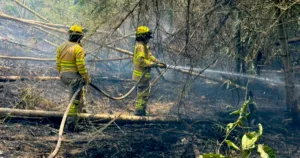 El combate de los incendios también ha contado con apoyo desde el aire. Según el reporte de la Alcaldía de Bogotá, aeronaves de la Policía Nacional y la Fuerza Aérea Colombiana han realizado 371 descargas, que en conjunto representan 182.075 galones de agua utilizados para enfrentar las llamas - Foto: Bomberos de Bogotá