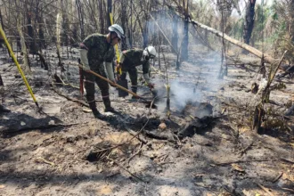 En Cesar, los incendios se concentran principalmente en zonas rurales y en ecosistemas de la Serranía del Perijá. Los focos activos identificados por la Defensoría están en Chiriguaná, Curumaní, La Jagua de Ibirico y San Diego, municipios donde las autoridades solicitaron apoyo adicional para fortalecer las labores de control y extinción - Foto: Gobernación del Cesar