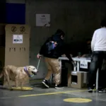 Para la Corte, además, la renuncia anticipada puede afectar la confianza depositada por los ciudadanos. Quien resulta elegido por voto popular recibe un mandato de representación y, según el tribunal, debe asumir la responsabilidad de cumplirlo frente a los electores - Foto: Archivo/Ronald Cano