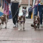 El nuevo pronunciamiento amplía la discusión hacia una dimensión más general: no se trata únicamente de permitir el acceso de animales de asistencia a determinados lugares, sino de considerar que el propio diseño de las ciudades puede producir barreras o impactos sobre animales y otras especies - Foto: Archivo/Ronald Cano