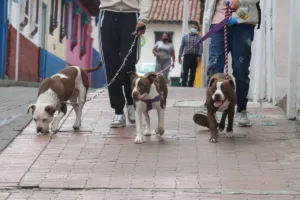 El nuevo pronunciamiento amplía la discusión hacia una dimensión más general: no se trata únicamente de permitir el acceso de animales de asistencia a determinados lugares, sino de considerar que el propio diseño de las ciudades puede producir barreras o impactos sobre animales y otras especies - Foto: Archivo/Ronald Cano