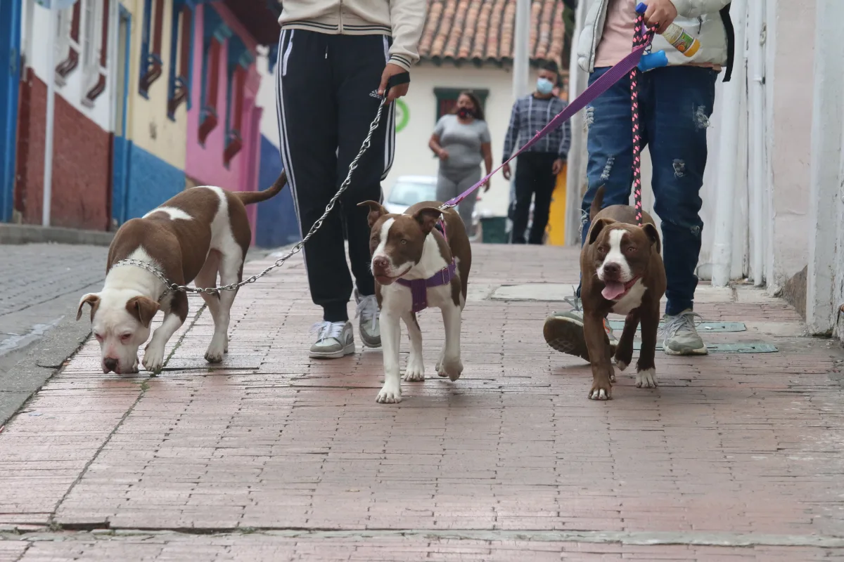 El nuevo pronunciamiento amplía la discusión hacia una dimensión más general: no se trata únicamente de permitir el acceso de animales de asistencia a determinados lugares, sino de considerar que el propio diseño de las ciudades puede producir barreras o impactos sobre animales y otras especies - Foto: Archivo/Ronald Cano
