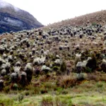 La polémica alrededor de Cruz Verde-Sumapaz tiene entonces dos dimensiones. Por un lado está la necesidad de proteger un ecosistema fundamental para el agua y la biodiversidad; por otro, están las consecuencias que la delimitación puede generar para campesinos que han desarrollado históricamente actividades productivas en el territorio - Foto: Archivo/Ronald Cano