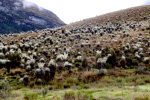 La polémica alrededor de Cruz Verde-Sumapaz tiene entonces dos dimensiones. Por un lado está la necesidad de proteger un ecosistema fundamental para el agua y la biodiversidad; por otro, están las consecuencias que la delimitación puede generar para campesinos que han desarrollado históricamente actividades productivas en el territorio - Foto: Archivo/Ronald Cano