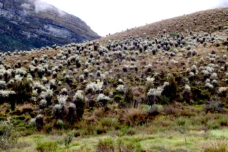 La polémica alrededor de Cruz Verde-Sumapaz tiene entonces dos dimensiones. Por un lado está la necesidad de proteger un ecosistema fundamental para el agua y la biodiversidad; por otro, están las consecuencias que la delimitación puede generar para campesinos que han desarrollado históricamente actividades productivas en el territorio - Foto: Archivo/Ronald Cano