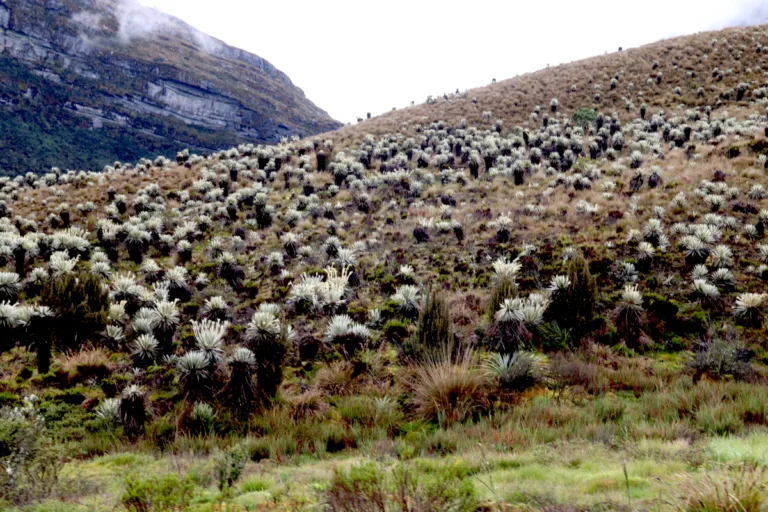 La polémica alrededor de Cruz Verde-Sumapaz tiene entonces dos dimensiones. Por un lado está la necesidad de proteger un ecosistema fundamental para el agua y la biodiversidad; por otro, están las consecuencias que la delimitación puede generar para campesinos que han desarrollado históricamente actividades productivas en el territorio - Foto: Archivo/Ronald Cano