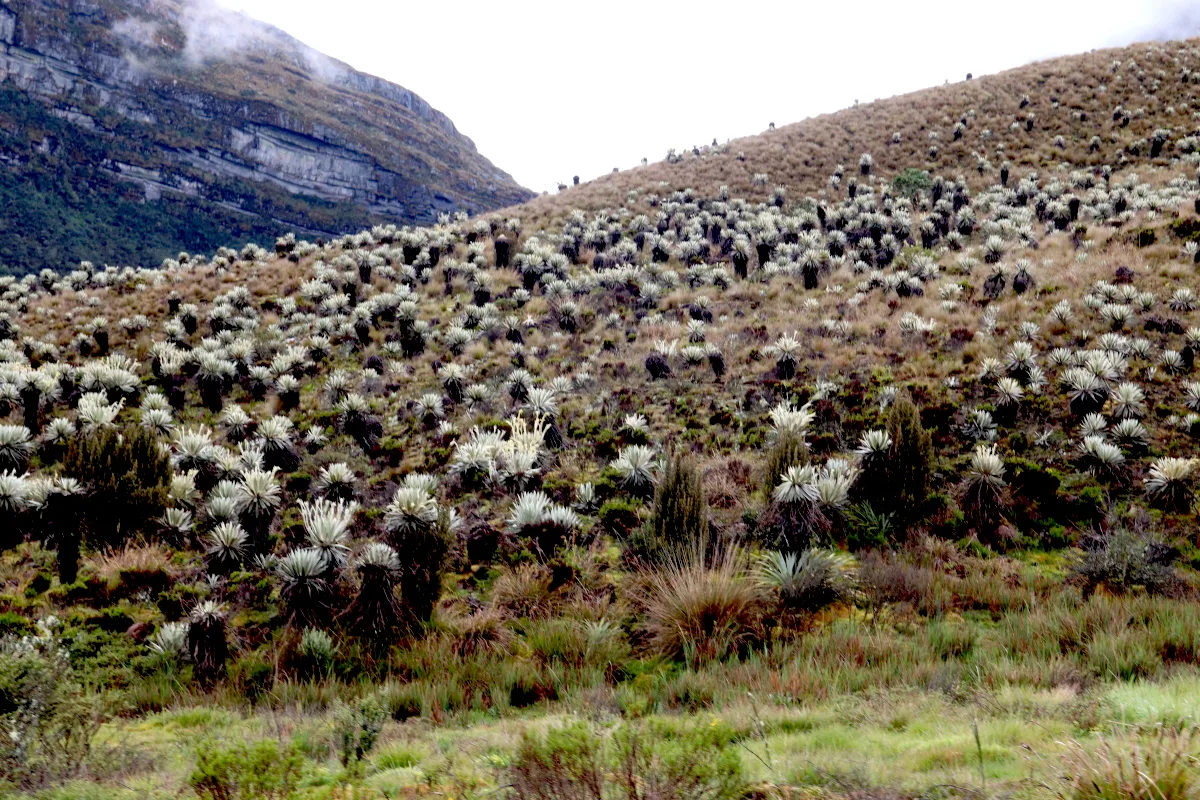 La polémica alrededor de Cruz Verde-Sumapaz tiene entonces dos dimensiones. Por un lado está la necesidad de proteger un ecosistema fundamental para el agua y la biodiversidad; por otro, están las consecuencias que la delimitación puede generar para campesinos que han desarrollado históricamente actividades productivas en el territorio - Foto: Archivo/Ronald Cano