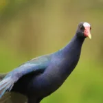 La tingua azul pertenece a la familia Rallidae, un grupo de aves presente en todos los continentes que incluye fochas, gallinetas, polluelas, rascones y calamones. Su nombre científico es Porphyrio martinica y su denominación está relacionada con los tonos púrpura y azulados que caracterizan su plumaje - Foto: Secretaría Distrital de Ambiente