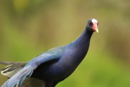 La tingua azul pertenece a la familia Rallidae, un grupo de aves presente en todos los continentes que incluye fochas, gallinetas, polluelas, rascones y calamones. Su nombre científico es Porphyrio martinica y su denominación está relacionada con los tonos púrpura y azulados que caracterizan su plumaje - Foto: Secretaría Distrital de Ambiente