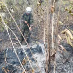 Tolima concentra cuatro de los cinco incendios activos. En Cunday, las llamas afectan las veredas Páramo y California; en Chaparral, la vereda Tunulí; mientras que en Ortega se presentan dos emergencias, una en la vereda Llano de Olaya y otra en el sector Yucalabaja - Foto: X/@Ingenieros_EJC