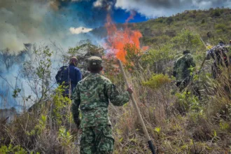 La respuesta se ha concentrado en varios frentes terrestres. Según el reporte de la Unidad Departamental para la Gestión del Riesgo, alrededor de 250 integrantes de organismos de socorro y fuerza pública participan en las labores, apoyados por aproximadamente 100 voluntarios de la comunidad - Foto: Quinta División del Ejército Nacional