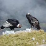 La especie no solo tiene un valor simbólico. Su presencia está relacionada con los ecosistemas de alta montaña y con territorios donde también viven comunidades que participan en los procesos de conservación - Foto: Internacional de Bogotá