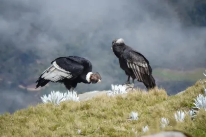 La especie no solo tiene un valor simbólico. Su presencia está relacionada con los ecosistemas de alta montaña y con territorios donde también viven comunidades que participan en los procesos de conservación - Foto: Internacional de Bogotá