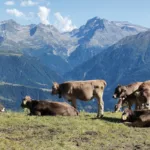 Aunque el virus se conoce desde hace décadas por su circulación entre animales, especialmente en el ganado bovino, la información sobre su comportamiento en seres humanos continúa siendo limitada. Por esa razón, los investigadores advierten sobre la importancia de diferenciar los hallazgos confirmados de las hipótesis que todavía están bajo estudio - Foto: Matias Senger