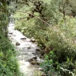 Seis años antes, el municipio de Piedras también había acudido a las urnas para pronunciarse sobre la minería aurífera a gran escala. La consulta se realizó el 28 de julio de 2013 y abordó actividades de exploración, explotación, tratamiento, transformación y transporte de materiales provenientes de ese tipo de minería - Foto: Archivo/Ronald Cano