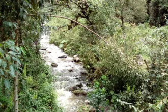 Seis años antes, el municipio de Piedras también había acudido a las urnas para pronunciarse sobre la minería aurífera a gran escala. La consulta se realizó el 28 de julio de 2013 y abordó actividades de exploración, explotación, tratamiento, transformación y transporte de materiales provenientes de ese tipo de minería - Foto: Archivo/Ronald Cano