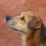 La disposición retirada del ordenamiento jurídico permitía sacrificar animales por «vejez extrema», siempre que se emplearan procedimientos que no implicaran crueldad ni prolongaran el sufrimiento o la agonía. La norma llevaba 37 años vigente y formaba parte de las circunstancias excepcionales contempladas por el estatuto para autorizar el sacrificio de animales que no fueran destinados al consumo humano - Foto: Archivo/Ronald Cano