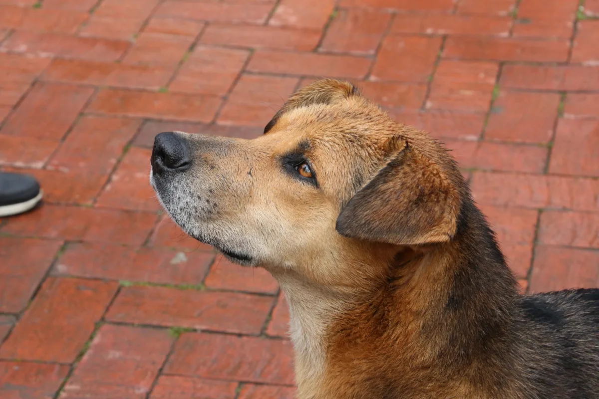 La disposición retirada del ordenamiento jurídico permitía sacrificar animales por «vejez extrema», siempre que se emplearan procedimientos que no implicaran crueldad ni prolongaran el sufrimiento o la agonía. La norma llevaba 37 años vigente y formaba parte de las circunstancias excepcionales contempladas por el estatuto para autorizar el sacrificio de animales que no fueran destinados al consumo humano - Foto: Archivo/Ronald Cano