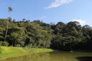 La determinación representa un cambio en las disposiciones adoptadas por la administración anterior para proteger uno de los ecosistemas más importantes del territorio colombiano. Con la revocatoria, el Gobierno de Abelardo de la Espriella dejó sin efecto una declaratoria que comprendía 483.283 kilómetros cuadrados, equivalentes a cerca del 42 % del territorio nacional - Foto: Archivo/Ronald Cano
