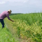 La Federación Nacional de Arroceros advirtió desde enero de 2026 sobre las dificultades para comercializar la cosecha del primer semestre. Entre sus solicitudes al Gobierno incluyó mecanismos de financiación para la compra del arroz, el retiro de 250.000 toneladas de los inventarios y un mayor control de las importaciones y del contrabando - Foto: Fedearroz