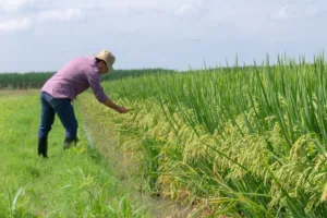 La Federación Nacional de Arroceros advirtió desde enero de 2026 sobre las dificultades para comercializar la cosecha del primer semestre. Entre sus solicitudes al Gobierno incluyó mecanismos de financiación para la compra del arroz, el retiro de 250.000 toneladas de los inventarios y un mayor control de las importaciones y del contrabando - Foto: Fedearroz