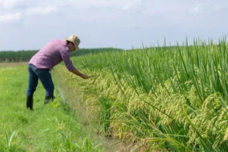 La Federación Nacional de Arroceros advirtió desde enero de 2026 sobre las dificultades para comercializar la cosecha del primer semestre. Entre sus solicitudes al Gobierno incluyó mecanismos de financiación para la compra del arroz, el retiro de 250.000 toneladas de los inventarios y un mayor control de las importaciones y del contrabando - Foto: Fedearroz